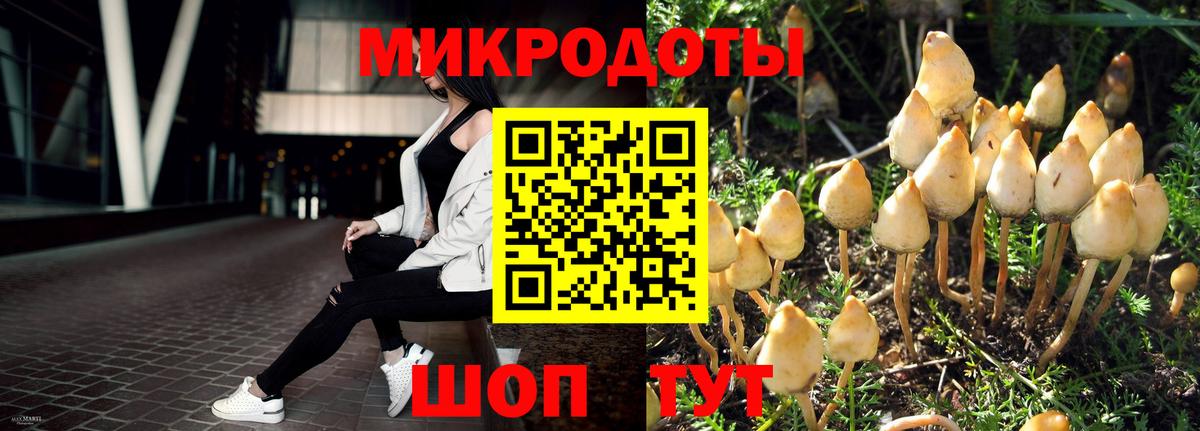 Псилоцибиновые грибы Cubensis Майкоп